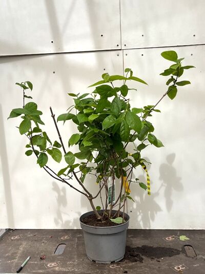 Echter Gewürzstrauch / Karolina-Nelkenpfeffer / Calycanthus floridus