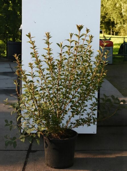 Weigela florida 'Marjorie' / Weigelie 'Marjorie', Strauch im C20-Topf, 100-125 cm, mehrtriebig mit grünem Laub