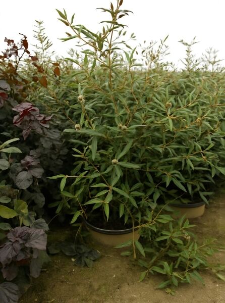 Viburnum 'Pragense' / Prager Schneeball 'Pragense', 100-125 cm C30, Strauch im Container mit dichtem, grünem Laub.
