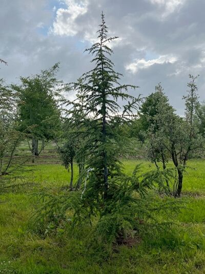 Libanon-Zeder (Cedrus libani) 250–300 cm mit Db., schlanker Nadelbaum mit aufrechtem Stamm und waagerechten Seitenästen.