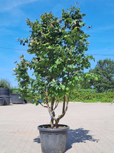 Eisenholzbaum 'Bella' merhstämmig 200-250 cm / Parrotia persica 'Bella' Schirmform (1577170)