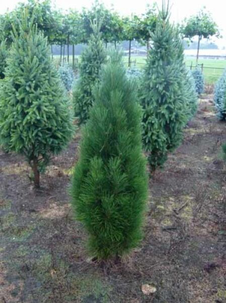 Pinus strobus 'Fastigiata' / Säulen-Weymouths-Kiefer, schlank säulenförmiger Nadelbaum als Solitär, 175-200 cm m. Db.