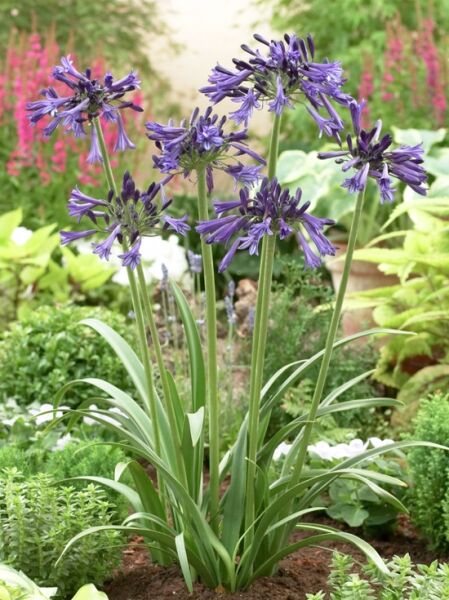 Schmucklilie Agapanthus africanus 'Black Pantha' mit violettblauen Blütenständen an langen Stielen und schmalen, grünen Blättern.
