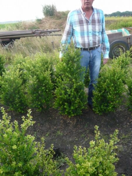 Kleinlaubige Japan-Hülse 'Green Hedge' / Kleinlaubige Japan-Hülse 'Green Hedge'