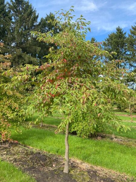 Nymphenbaum / Wald-Tupelobaum / Nyssa sylvatica 