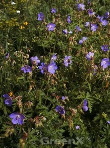 Wiesen-Storchschnabel  / Geranium pratense