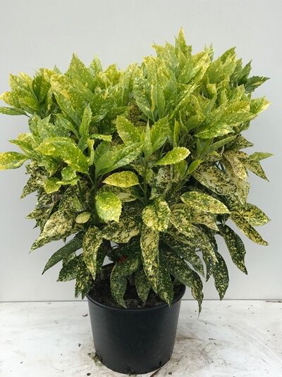 Japanische Aukube 'Crotonifolia' (Aucuba japonica 'Crotonifolia') im schwarzen Topf, grün-gelb panaschierte Blätter, ca. 60–80 cm, C20.