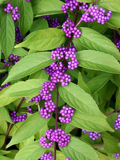 Liebesperlenstrauch 'Issai' / Liebesperlenstrauch 'Issai'