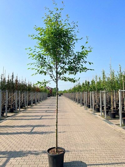 Baum-Felsenbirne 'Robin Hill' (Amelanchier arborea) Hochstamm 12-14 StU im Container mit schlankem Stamm und grüner Krone.