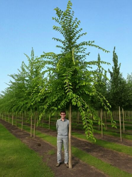 Ulmus 'Sapporo Autumn Gold' / Sapporo-Ulme Hochstamm 25-30 StU m. Db., Laubbaum mit aufrechter Krone und grünem Laub