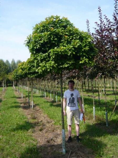Quercus palustris 'Green Dwarf' – Kugelsumpfeiche 'Green Dwarf' als Hochstamm mit kugeliger Krone im Feldanbau