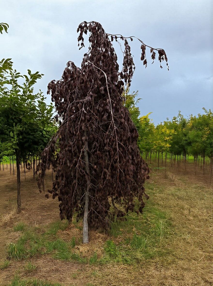 Rote Hngebuche / Rote Trauerbuche - Fagus sylvatica 'Purple Fountain'
