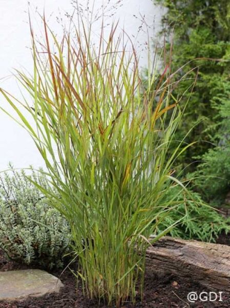 Panicum virgatum 'Shenandoah' / Purpur-Rutenhirse