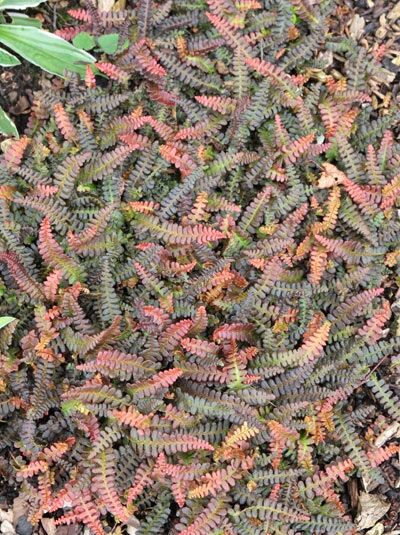 Rippenfarn / Feuerland-Farn / Seefeder-Rippenfarn - Blechnum penna-marina