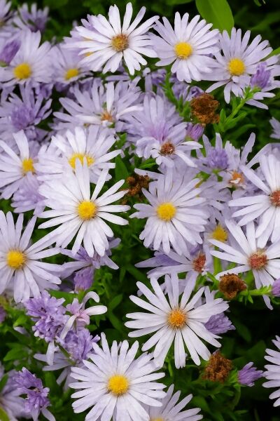 Glattblatt-Aster 'Marie-Theres' / Glattblatt-Aster 'Marie-Theres'