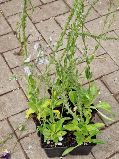 Enzianblättriger Ehrenpreis 'Maihimmel' / Enzianblättriger Ehrenpreis 'Maihimmel'