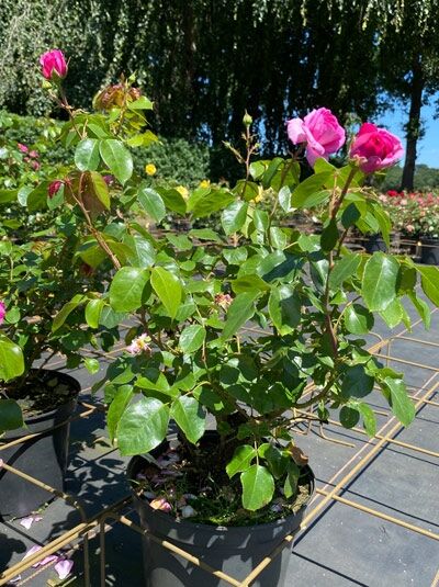 Kletterrose 'Ozeana' / Kletterrose 'Ozeana'