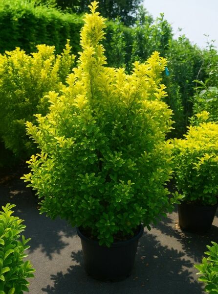 Japanischer Spindelstrauch 'Aureus' (Euonymus japonicus) 150-175 cm C50, buschiger Strauch im Container mit gelbgrünem Laub