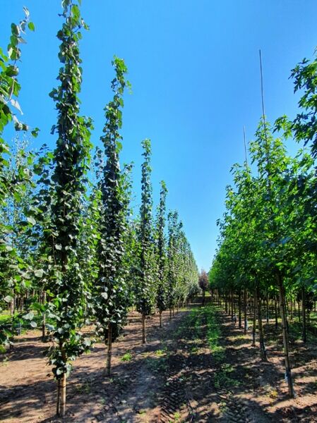 Populus tremula 'Erecta' (Säulen-Zitterpappel, Säulen-Espe), Heister 16-18 StU mit Drahtballen, schlanke Säulenform im Bestand