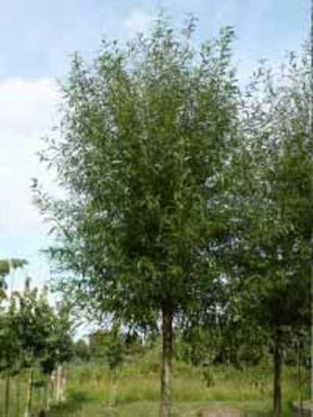 Silber-Weide 'Chermesina' / Weiß-Weide 'Chermesina' / Salix alba 'Chermesina'