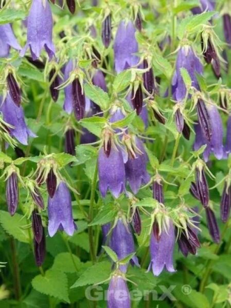 Punktierte Glockenblume / Riesenglockenblume 'Sarastro' / Campanula punctata 'Sarastro'
