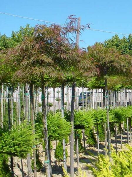 Acer palmatum 'Fireglow' auf Stamm (Roter Fächer-Ahorn), Hochstamm im Container mit rotlaubiger Krone