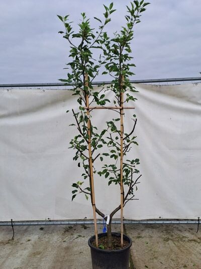 Apfel &#039;Cox Orange&#039; / (Cox Orange Pippin) U Form ca. 180 cm hoch (719820) / Malus domestica &#039;Cox Orange&#039; (719820)