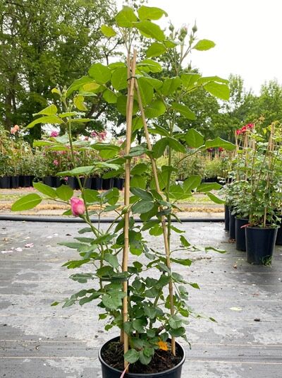 Rosa 'Divina'® (Kletterrose 'Divina'®) C5 im Topf, aufgebunden an Bambusstäben, mit grünen Blättern und rosafarbener Knospe.