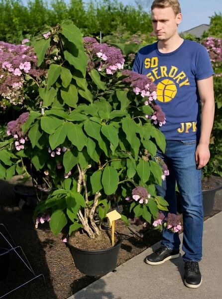 Samt-Hortensie Hydrangea villosa 'Anthony Bullivant' im Topf, großer Strauch mit grünen Blättern und rosa Blütenständen.