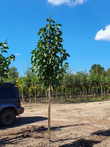 Magnolia 'Galaxy' / Großblumige Magnolie 'Galaxy' Hochstamm 14-16 StU mit Drahtballen, junger Baum mit grünem Laub
