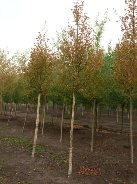 Gold-Birke Holland (Betula ermanii 'Holland') Hochstamm 20-25 StU, Baum mit schlankem Stamm und rötlich-braunem Laub