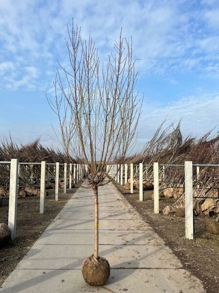 Prunus persica / Zwergpfirsich Halbstamm 18-20 STU m. Db., wurzelnackter Obstbaum mit Stamm und verzweigter Krone, Ballenware