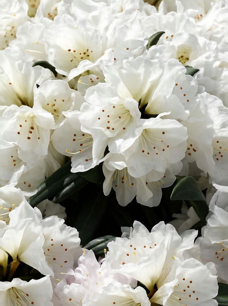 Rhododendron 'Makiyak' - Rhododendron makinoi 'Makiyak' - Baumschule  NewGarden