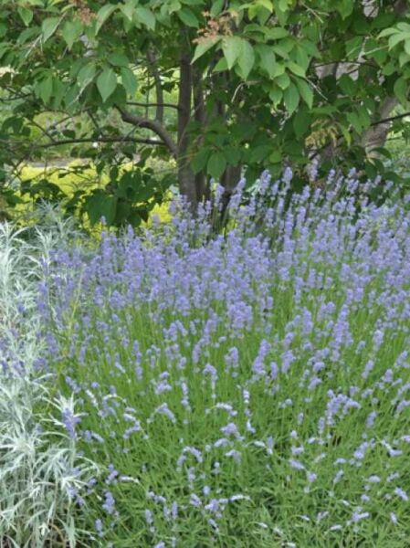 Lavandula x intermedia 'Grappenhall' / Provonce-Lavendel