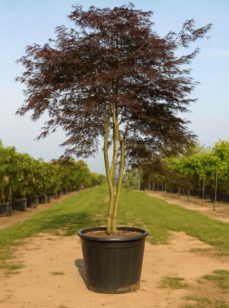 Fächer-Ahorn Acer palmatum 'Tamukeyama', mehrstämmiger Baum im Topf C180, ca. 200–250 cm, mit dunkelrotem Laub.