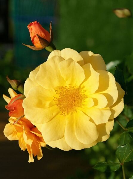 Kletterrose „Golden Gate“ (Rosa 'Golden Gate ®') mit gelber, halbgefüllter Blüte und orangefarbenen Knospen am Trieb.