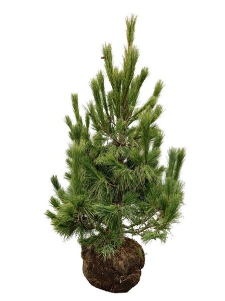 Mazedonische Kiefer / Rumelische Kiefer / Pinus peuce