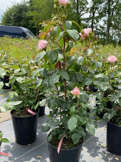 Rosa 'Voyage'® / Edelrose 'Voyage'® C5, Topfrose mit aufrechten Trieben, grünem Laub und zartrosa Knospenblüten