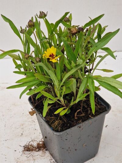 Coreopsis grandiflora 'Sonnenkind' / Großblumiges Mädchenauge 'Sonnenkind' P9 im Topf mit gelber Blüte und Knospen