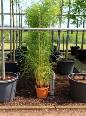 Flachrohr-Bambus - Phyllostachys aureosulcata 'Spectabilis' - Baumschule  NewGarden