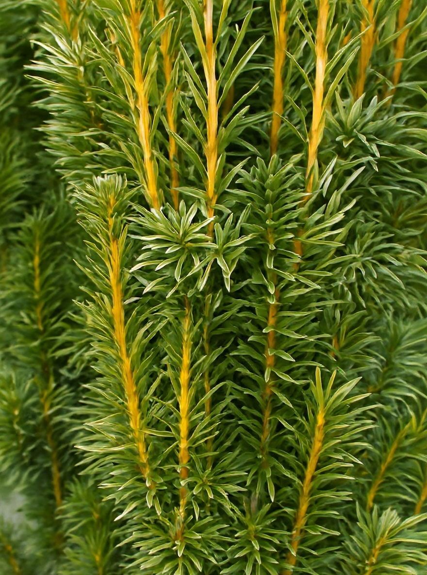 Gelbe Sulen-Eibe - Taxus baccata 'Fastigiata Aurea' (Synonym: Taxus  baccata 'Fastigiata Aureomarginata')