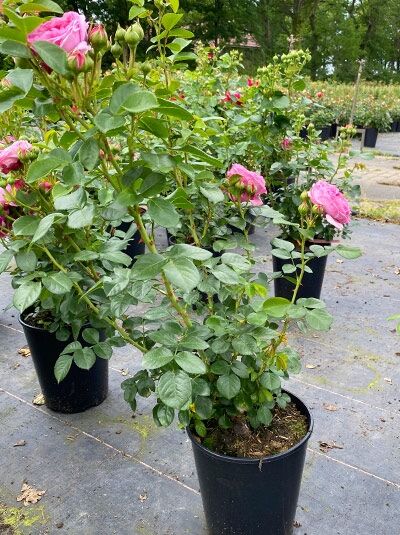 Edelrose Rosa 'Modern Art'®, rosa Blüten und Knospen im schwarzen Topf, Variante C5