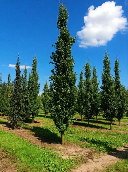 Säulen-Buche 'Dawyck' (Fagus sylvatica 'Dawyck'), säulenförmiger Laubbaum, 500–600 cm, mit Drahtballen (m. Db.)