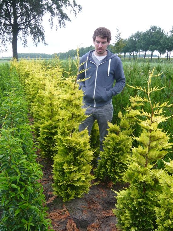 Leyland Zypresse 'Gold Rider' - Cupressocyparis leylandii 'Gold Rider'