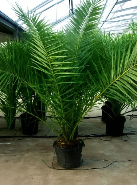 Phoenix canariensis (Kanarische Dattelpalme) 150-175 cm C35, im schwarzen Topf mit mehreren grünen Wedeln.