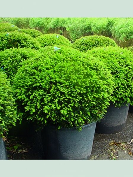 Heimische Eibe 'Kugel' / Taxus baccata 'Kugel'