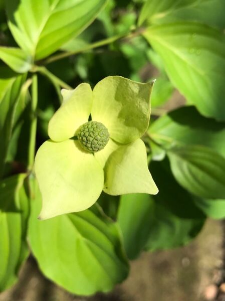 Cornus Cornus 'Norman Haddon' / Japanischer Blumen-Hartriegel 'Norman Haddon'