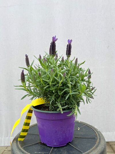 Französischer Lavendel / Spanischer Lavendel 'Purple Wings' - Lavandula stoechas 'Purple Wings'
