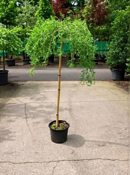 Hängender Erbsenstrauch (Caragana arborescens 'Pendula') 100 cm Stamm, C20, Hochstamm im Topf mit hängender Krone.