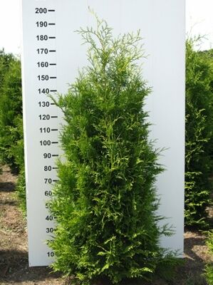 Große Thuja / Lebensbäume ab 300cm Größe günstig kaufen